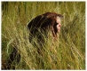 In-the-Grass
