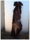 elk-profile-3