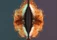 Core