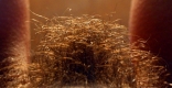 Gold-Fiber.big-copy
