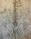 SUBJECT_EXPRESSIONS-OF-THE-SPINE_Animal-Spine_web