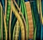 SUBJECT_Gefyra_Untitled-Vata-web