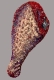Drumstick