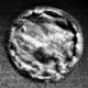 Embryo