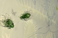field-play-detail-_pb_sc_in