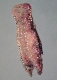 Pigs Foot - swarovski crystals beads and oil on 5x7 masonite panel