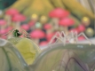 shunga-spiders-
